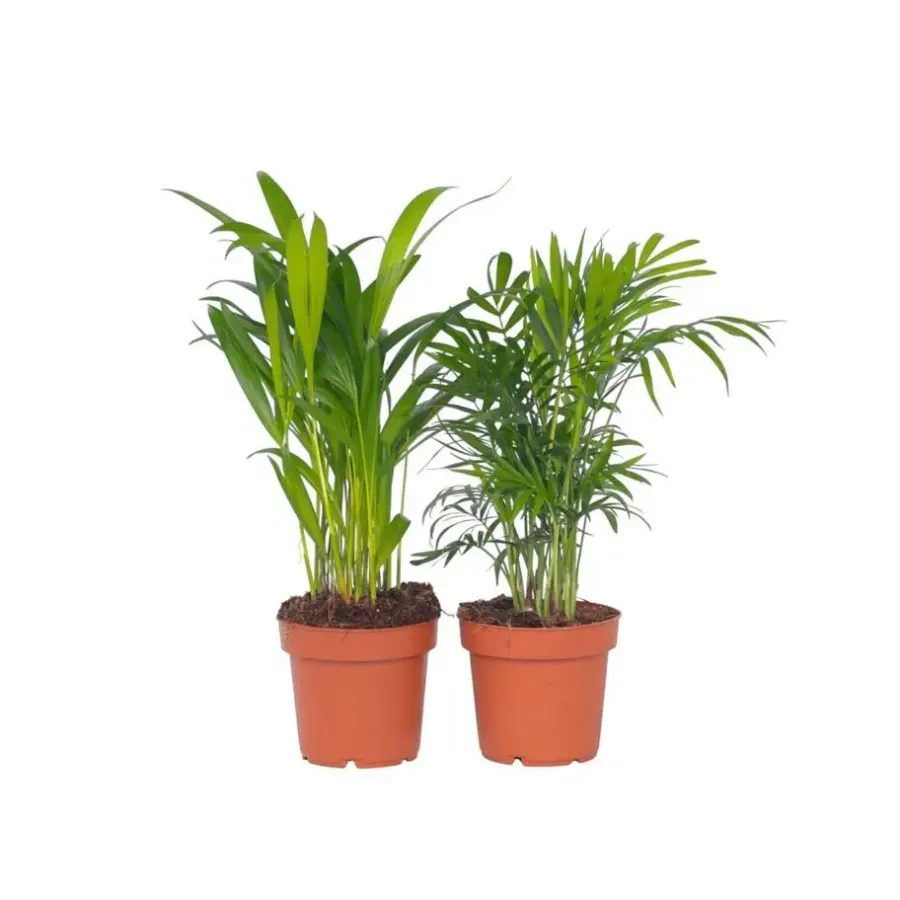 Kamerplanten-Plant in a Box Kleine kamerpalmen - Set van 2 - Dypsis, Chamaedorea - Hoogte 25-40cm - ⌀12cm