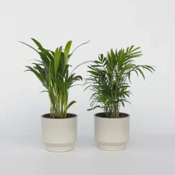 Kamerplanten-Plant in a Box Kleine kamerpalmen - Set van 2 - Dypsis, Chamaedorea - Hoogte 25-40cm - ⌀12cm