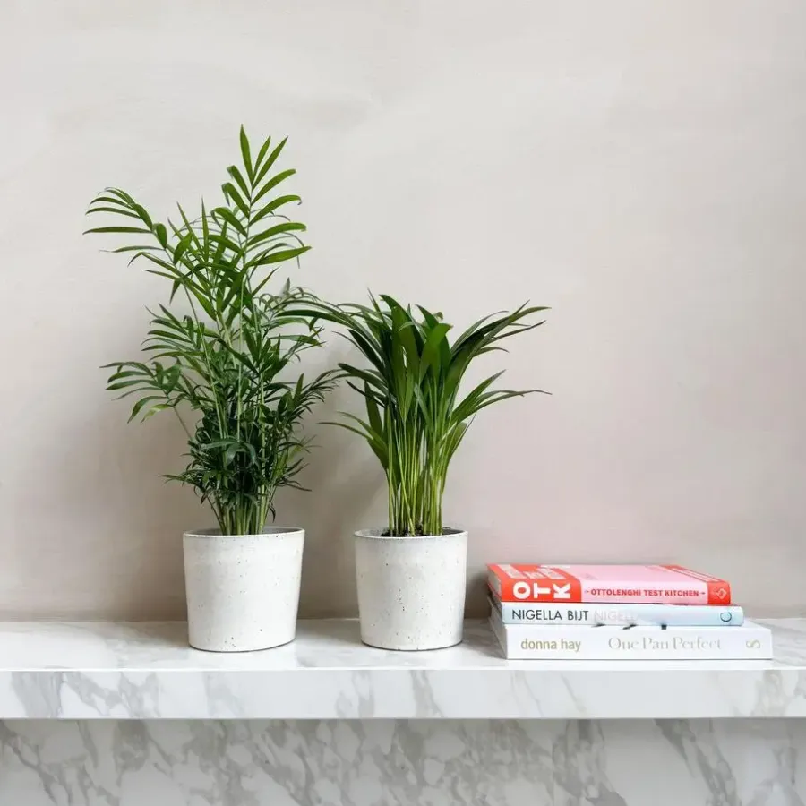 Kamerplanten-Plant in a Box Kleine kamerpalmen - Set van 2 - Dypsis, Chamaedorea - Hoogte 25-40cm - ⌀12cm