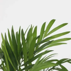 Kamerplanten-Plant in a Box Kleine kamerpalmen - Set van 2 - Dypsis, Chamaedorea - Hoogte 25-40cm - ⌀12cm