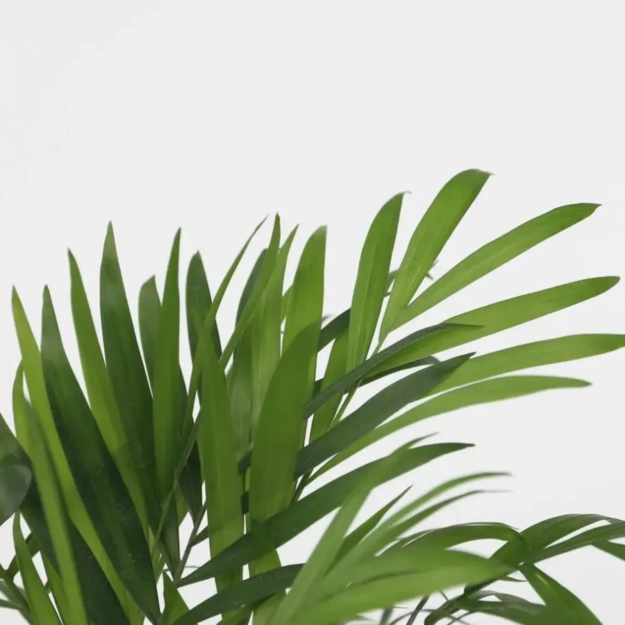 Kamerplanten-Plant in a Box Kleine kamerpalmen - Set van 2 - Dypsis, Chamaedorea - Hoogte 25-40cm - ⌀12cm