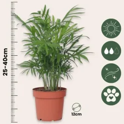 Kamerplanten-Plant in a Box Kleine kamerpalmen - Set van 2 - Dypsis, Chamaedorea - Hoogte 25-40cm - ⌀12cm