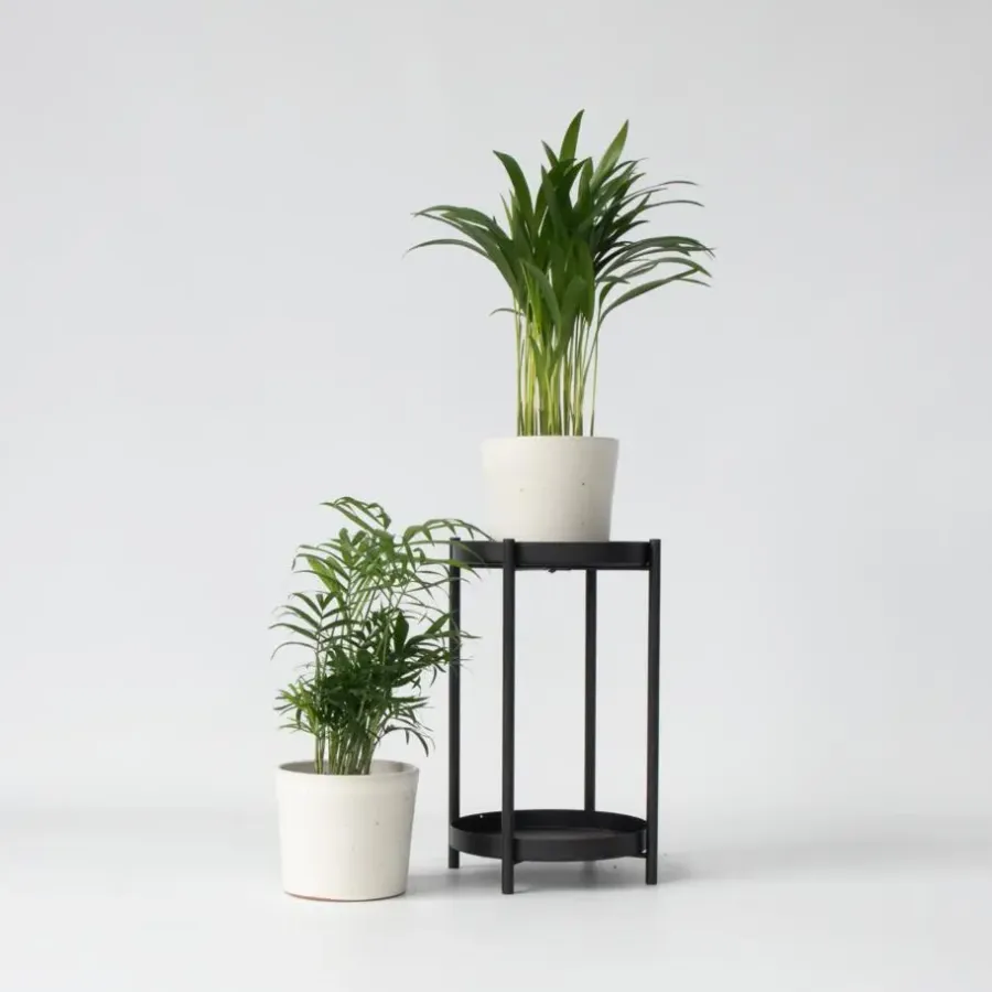 Kamerplanten-Plant in a Box Kleine kamerpalmen - Set van 2 - Dypsis, Chamaedorea - Hoogte 25-40cm - ⌀12cm