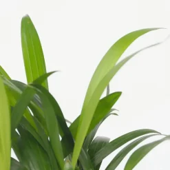 Kamerplanten-Plant in a Box Kleine kamerpalmen - Set van 2 - Dypsis, Chamaedorea - Hoogte 25-40cm - ⌀12cm