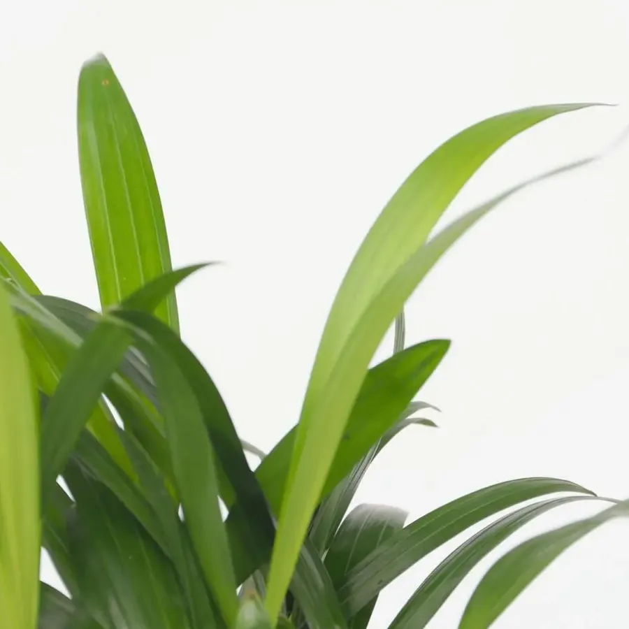 Kamerplanten-Plant in a Box Kleine kamerpalmen - Set van 2 - Dypsis, Chamaedorea - Hoogte 25-40cm - ⌀12cm