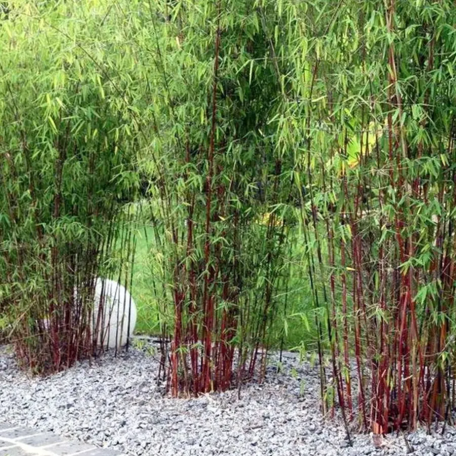 Plant in a Box Kleurrijke Bamboe - Set van 6 - Fargesia 'Asian Wonder' - Hoogte 25-40cm - ⌀13cm