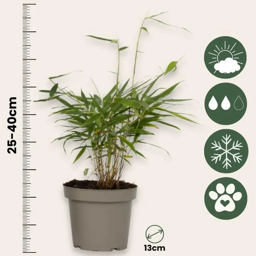 Plant in a Box Kleurrijke Bamboe - Set van 6 - Fargesia 'Asian Wonder' - Hoogte 25-40cm - ⌀13cm