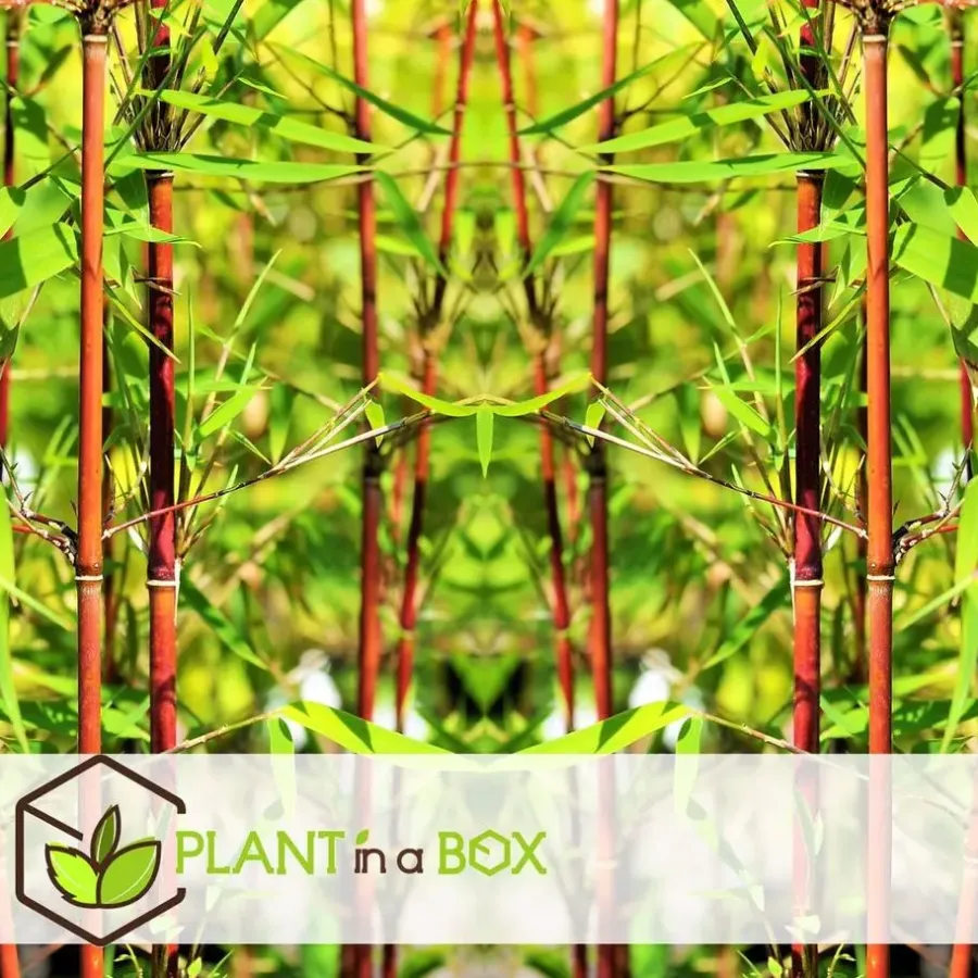 Plant in a Box Kleurrijke Bamboe - Set van 6 - Fargesia 'Asian Wonder' - Hoogte 25-40cm - ⌀13cm