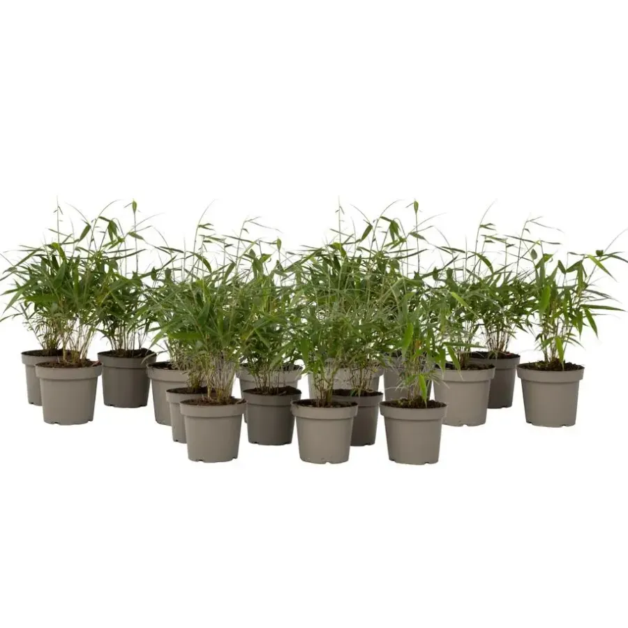 Plant in a Box Kleurrijke Bamboe - Set van 18 - Fargesia 'Asian Wonder - Hoogte 25-40cm - ⌀13cm
