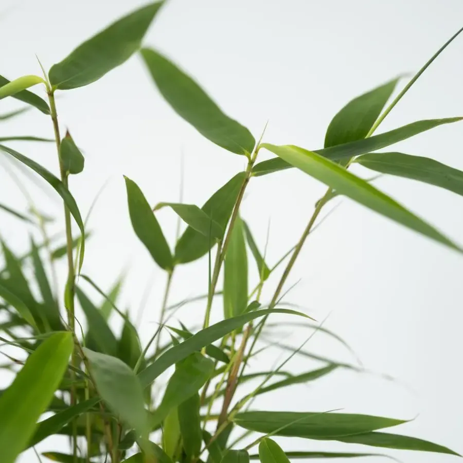 Plant in a Box Kleurrijke Bamboe - Set van 18 - Fargesia 'Asian Wonder - Hoogte 25-40cm - ⌀13cm