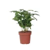 Kamerplanten-Plant in a Box Koffieplant - Coffea arabica - Hoogte 25-40cm - ⌀12cm
