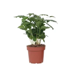 Kamerplanten-Plant in a Box Koffieplant - Coffea arabica - Hoogte 25-40cm - ⌀12cm
