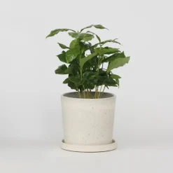 Kamerplanten-Plant in a Box Koffieplant - Coffea arabica - Hoogte 25-40cm - ⌀12cm