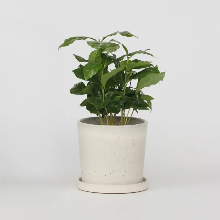 Kamerplanten-Plant in a Box Koffieplant - Coffea arabica - Hoogte 25-40cm - ⌀12cm