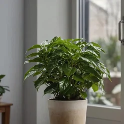 Kamerplanten-Plant in a Box Koffieplant - Coffea arabica - Hoogte 25-40cm - ⌀12cm