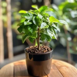 Kamerplanten-Plant in a Box Koffieplant - Coffea arabica - Hoogte 25-40cm - ⌀12cm