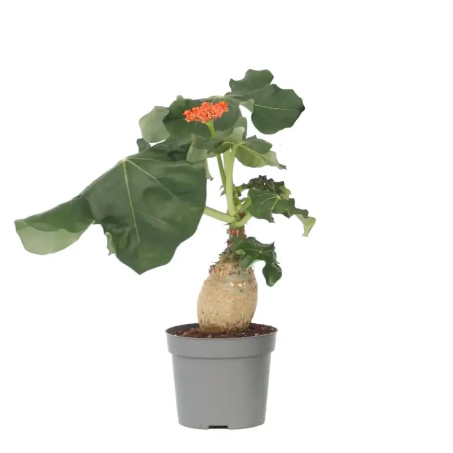 Plant in a Box Koraalplant - Jatropha podagrica - Hoogte 25-45cm - ⌀13cm