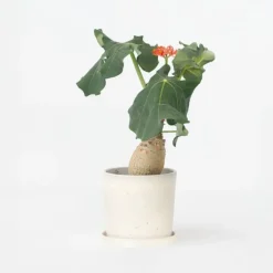 Plant in a Box Koraalplant - Jatropha podagrica - Hoogte 25-45cm - ⌀13cm