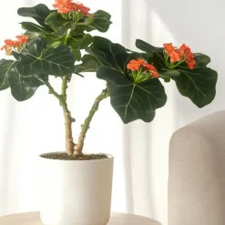 Plant in a Box Koraalplant - Jatropha podagrica - Hoogte 25-45cm - ⌀13cm