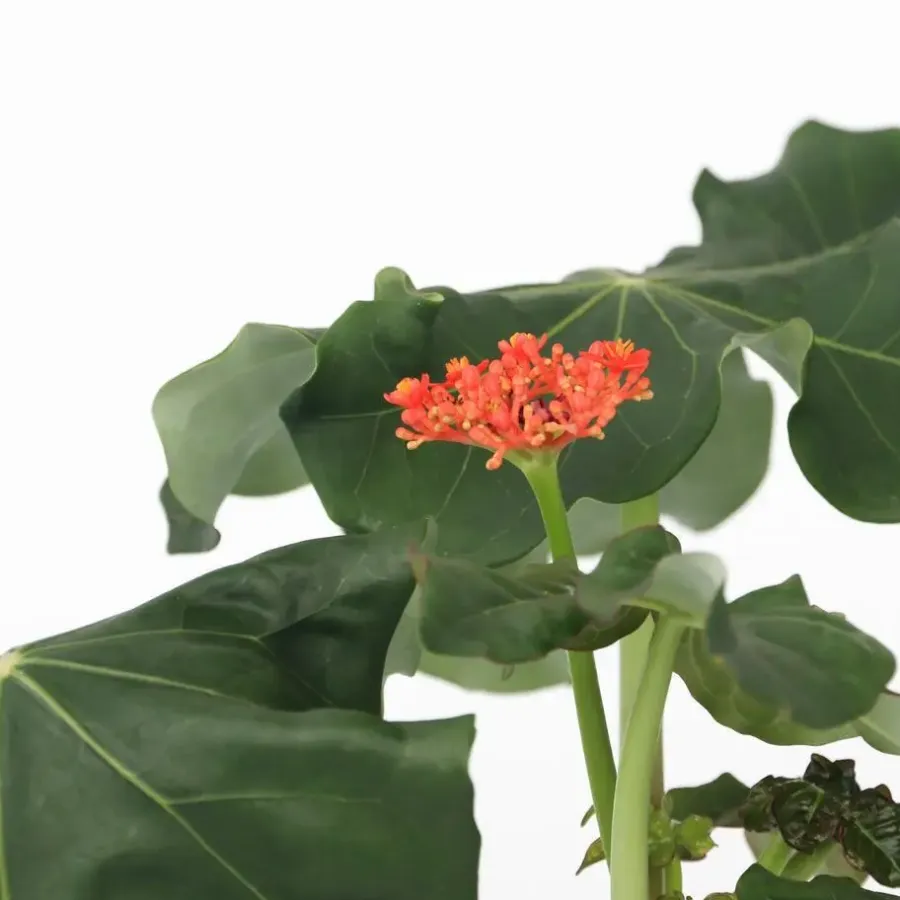 Plant in a Box Koraalplant - Jatropha podagrica - Hoogte 25-45cm - ⌀13cm