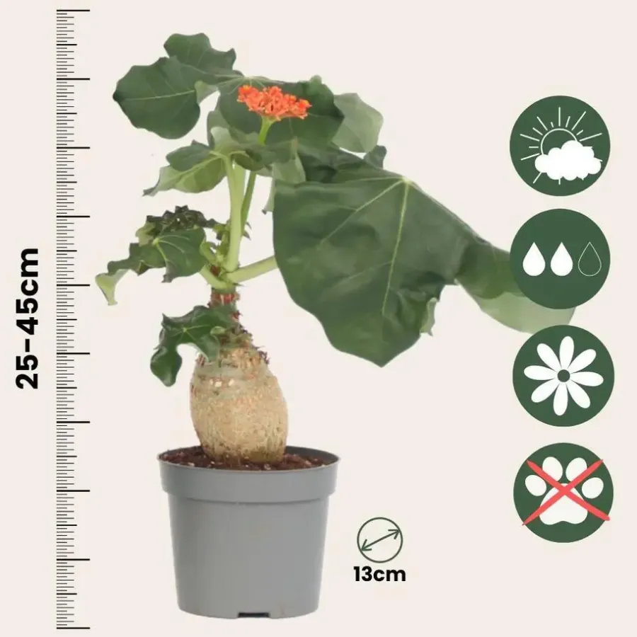Plant in a Box Koraalplant - Jatropha podagrica - Hoogte 25-45cm - ⌀13cm