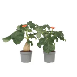 Plant in a Box Koraalplant - Set van 2 - Jatropha podagrica - Hoogte 25-45cm - ⌀13cm