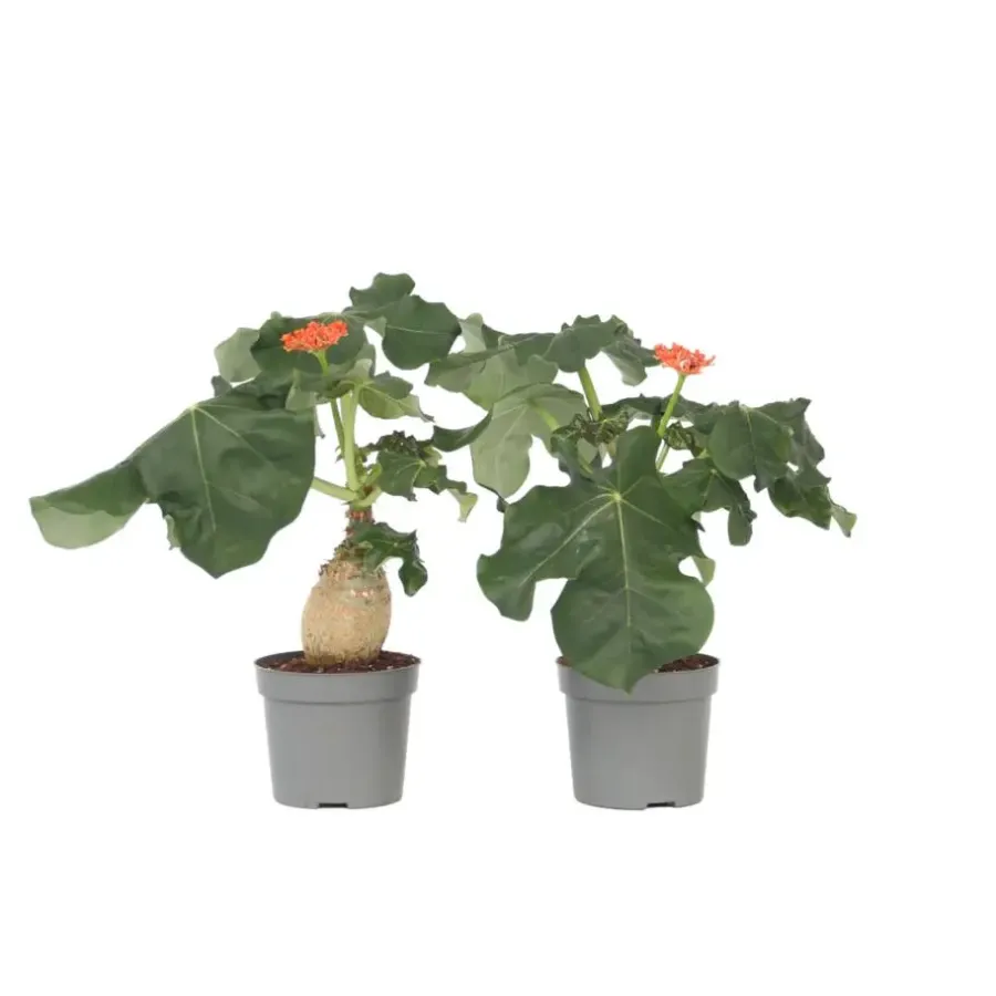 Plant in a Box Koraalplant - Set van 2 - Jatropha podagrica - Hoogte 25-45cm - ⌀13cm