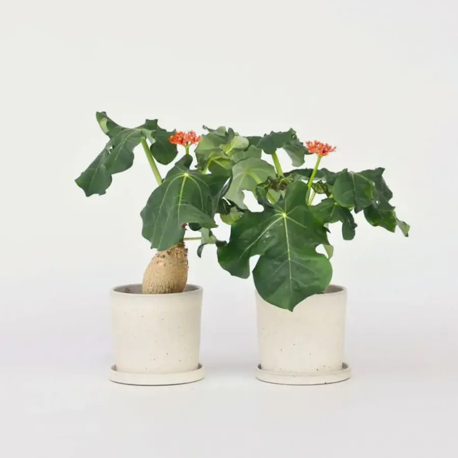 Plant in a Box Koraalplant - Set van 2 - Jatropha podagrica - Hoogte 25-45cm - ⌀13cm