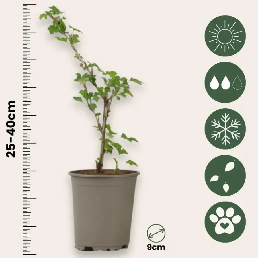 Plant in a Box Kruisbes - Set van 3 - Ribes uva- crispa - Hoogte 25-40cm - ⌀9cm