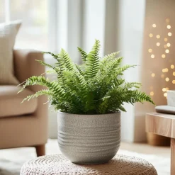 Kamerplanten-Plant in a Box Krulvaren - Nephrolepis 'Duffii' - Hoogte 25-40cm - ⌀12cm