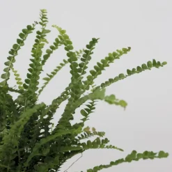 Kamerplanten-Plant in a Box Krulvaren - Nephrolepis 'Duffii' - Hoogte 25-40cm - ⌀12cm