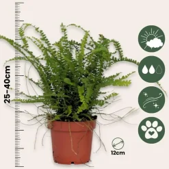 Kamerplanten-Plant in a Box Krulvaren - Nephrolepis 'Duffii' - Hoogte 25-40cm - ⌀12cm