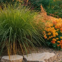 Plant in a Box Lampenpoetersgras - Set van 2 - Pennisetum 'Hameln' - Hoogte 20-30cm - ⌀23cm