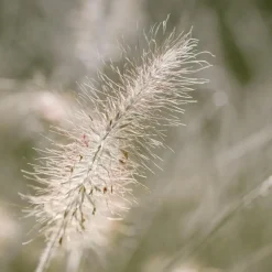Plant in a Box Lampenpoetersgras - Set van 2 - Pennisetum 'Hameln' - Hoogte 20-30cm - ⌀23cm