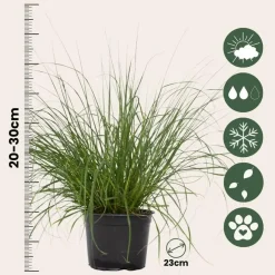 Plant in a Box Lampenpoetersgras - Set van 2 - Pennisetum 'Hameln' - Hoogte 20-30cm - ⌀23cm