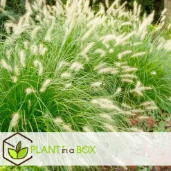Plant in a Box Lampenpoetersgras - Set van 2 - Pennisetum 'Hameln' - Hoogte 20-30cm - ⌀23cm