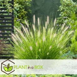 Plant in a Box Lampenpoetersgras - Set van 2 - Pennisetum 'Hameln' - Hoogte 20-30cm - ⌀23cm