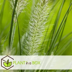 Plant in a Box Lampenpoetersgras - Set van 2 - Pennisetum 'Hameln' - Hoogte 20-30cm - ⌀23cm