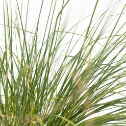 Plant in a Box Lampenpoetersgras - Set van 2 - Pennisetum 'Hameln' - Hoogte 20-30cm - ⌀23cm