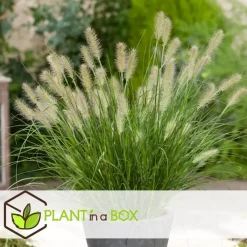 Plant in a Box Lampenpoetersgras - Set van 2 - Pennisetum 'Hameln' - Hoogte 20-30cm - ⌀23cm