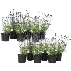 Planten|Tuinplanten-Plant in a Box Lavendel - Set van 12 - Lavandula angustifolia - Hoogte 10-15cm - ⌀10,5cm