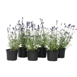 Planten|Tuinplanten-Plant in a Box Lavendel - Set van 6 - Lavandula angustifolia - Hoogte 10-15cm - ⌀10,5cm