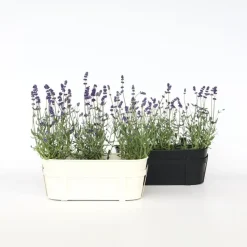 Planten|Tuinplanten-Plant in a Box Lavendel - Set van 6 - Lavandula angustifolia - Hoogte 10-15cm - ⌀10,5cm