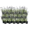 Planten|Tuinplanten-Plant in a Box Lavendel - Set van 36 - Lavandula angustifolia - Hoogte 10-15cm - ⌀10,5cm