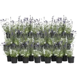 Planten|Tuinplanten-Plant in a Box Lavendel - Set van 36 - Lavandula angustifolia - Hoogte 10-15cm - ⌀10,5cm