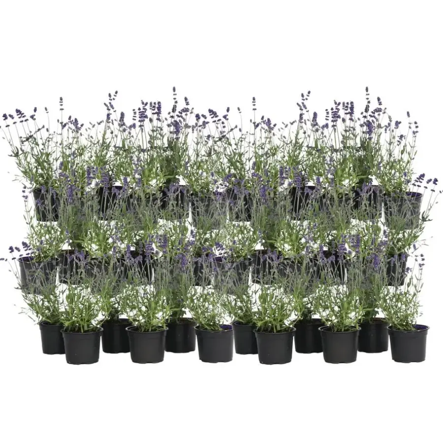 Planten|Tuinplanten-Plant in a Box Lavendel - Set van 36 - Lavandula angustifolia - Hoogte 10-15cm - ⌀10,5cm