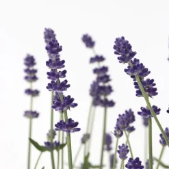 Planten|Tuinplanten-Plant in a Box Lavendel - Set van 36 - Lavandula angustifolia - Hoogte 10-15cm - ⌀10,5cm