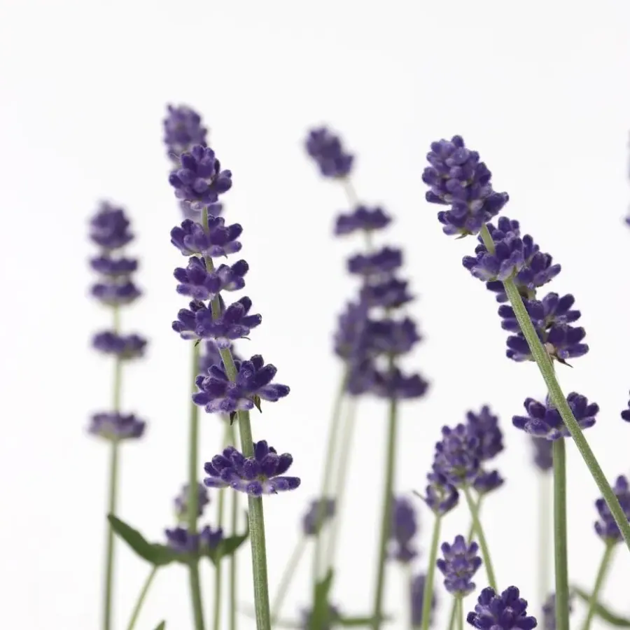 Planten|Tuinplanten-Plant in a Box Lavendel - Set van 36 - Lavandula angustifolia - Hoogte 10-15cm - ⌀10,5cm
