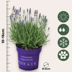 Planten|Tuinplanten-Plant in a Box Lavendel - Set van 36 - Lavandula angustifolia - Hoogte 10-15cm - ⌀10,5cm