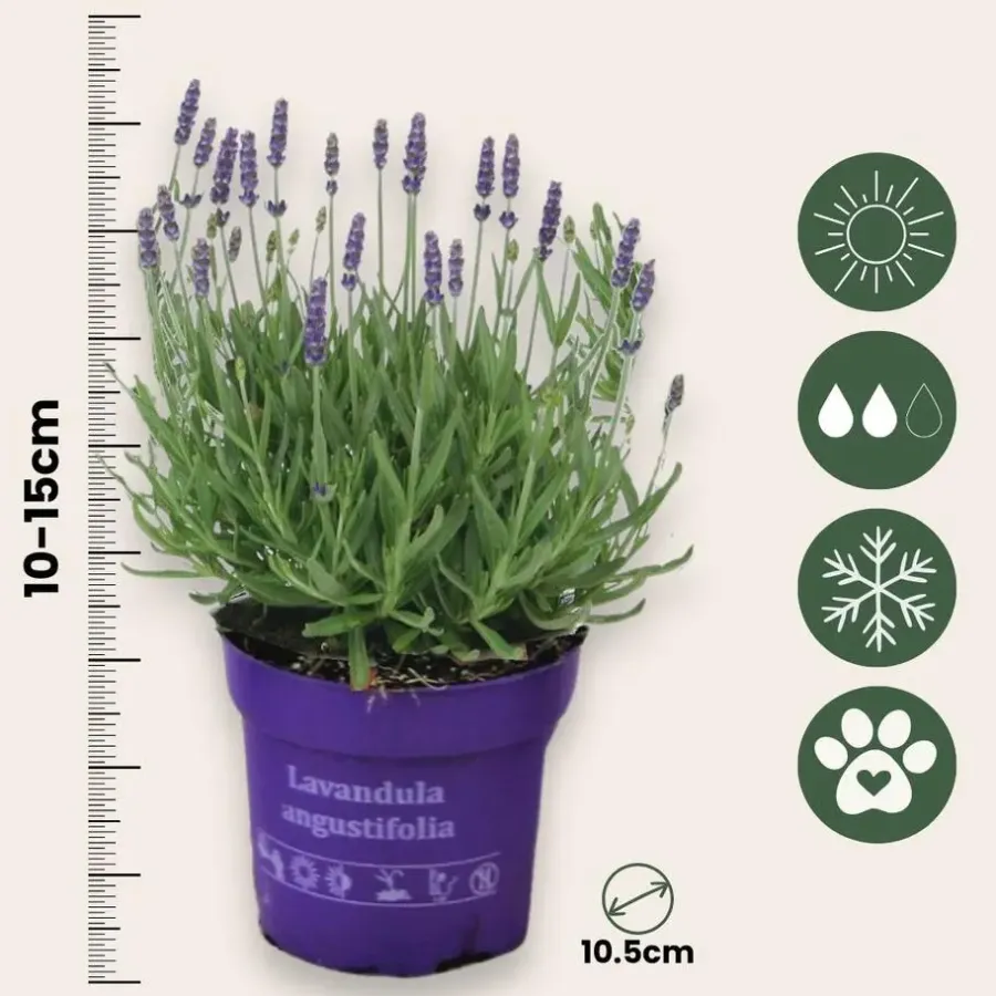 Planten|Tuinplanten-Plant in a Box Lavendel - Set van 36 - Lavandula angustifolia - Hoogte 10-15cm - ⌀10,5cm